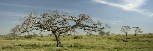 African landscape — Stock Photo, Image