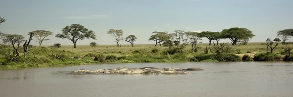 Piscina hipopótamo no Serengeti — Fotografia de Stock