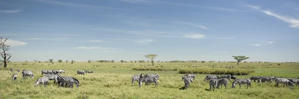 Stádo zeber v serengeti — Stock fotografie