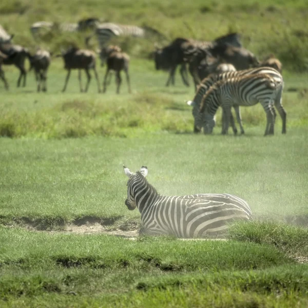 Manada de cebra en el Serengeti — Foto de Stock
