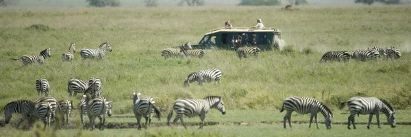 Besättning av zebra i serengeti — Stockfoto