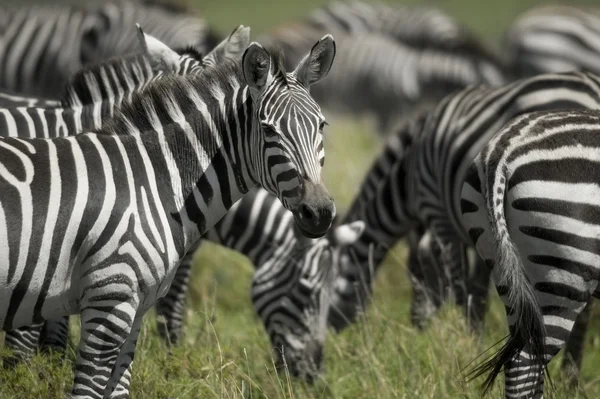 Kudde van zebra in de serengeti — Stockfoto