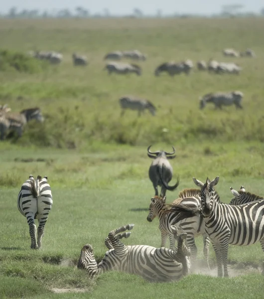 Besättning av zebra i serengeti — Stockfoto