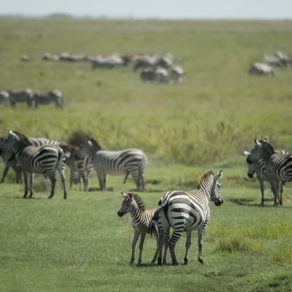 Herd of zebra in the Serengeti — Stock Photo, Image