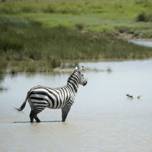 Zebra in water — Stock Photo, Image