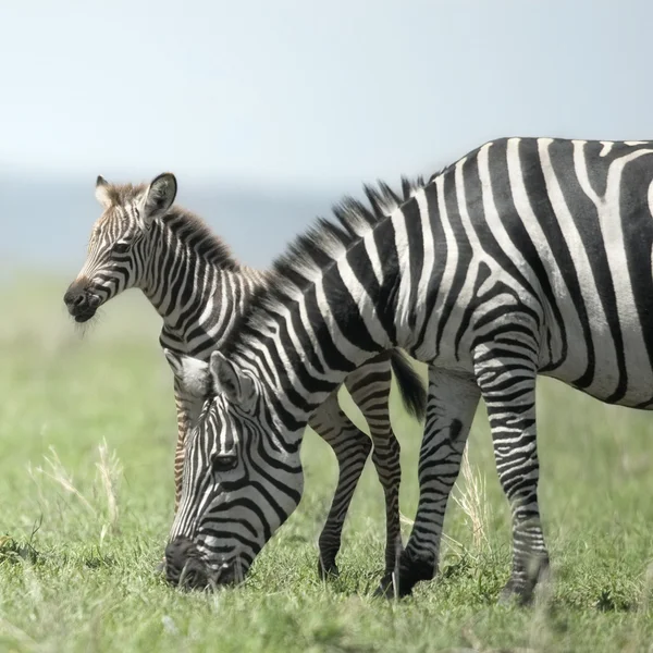 Young zebra and his mother at the Serengeti — Stock Photo, Image