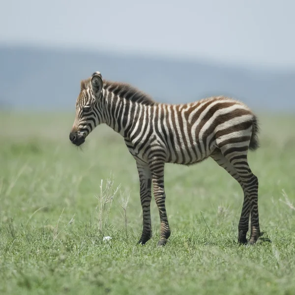 Unga zebra på serengeti — Stockfoto