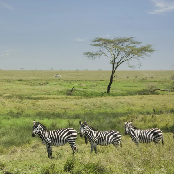 Mandria di zebre nel Serengeti — Foto Stock