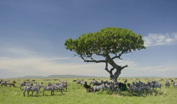 Κοπάδι ζέβρα το Serengeti — Φωτογραφία Αρχείου