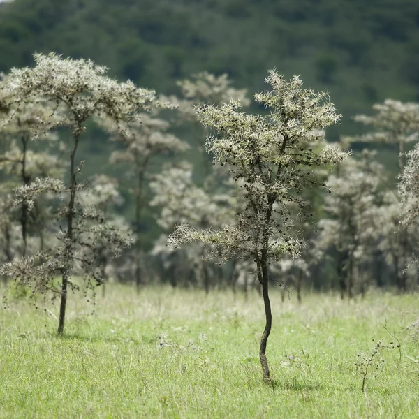 Espinho assobiante - Acacia dreparalobium — Fotografia de Stock