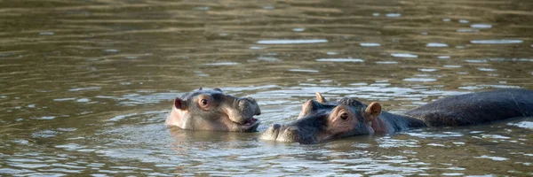 Hipopótamo — Foto de Stock