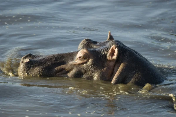 Hippopotame — Photo