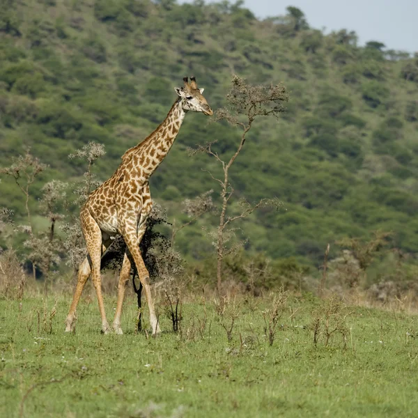 Giraffe in der Serengeti — Stockfoto