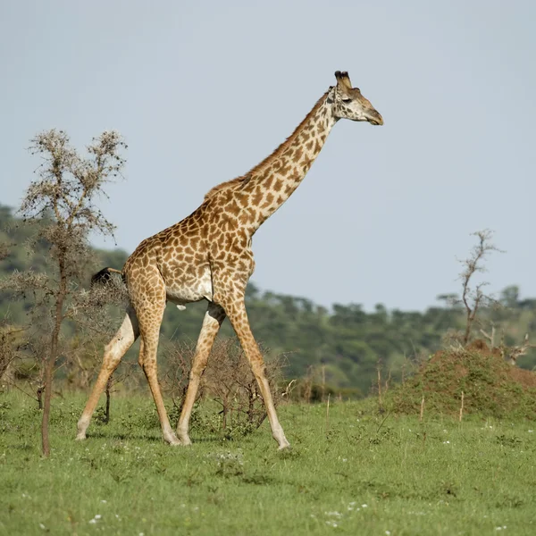 Girafe w serengeti — Zdjęcie stockowe