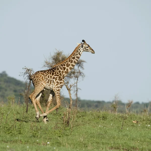 Jirafa en el Serengeti — Foto de Stock