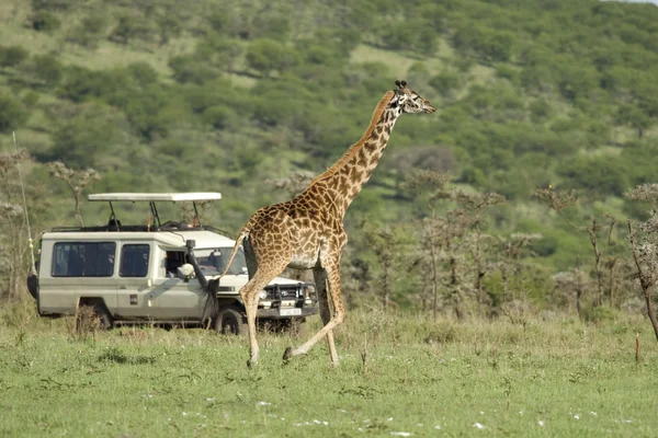 Girafe in the Serengeti passing in front of tourist — Stock Photo, Image
