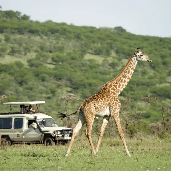 Girafe w serengeti przechodzi przed turystycznych — Zdjęcie stockowe