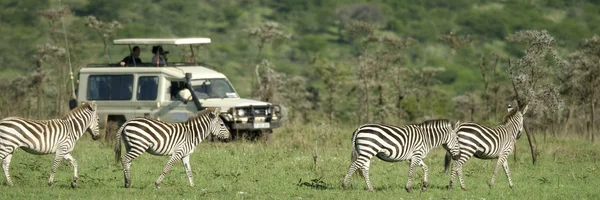 Zebras passing in front of 4X4 — Stock Photo, Image