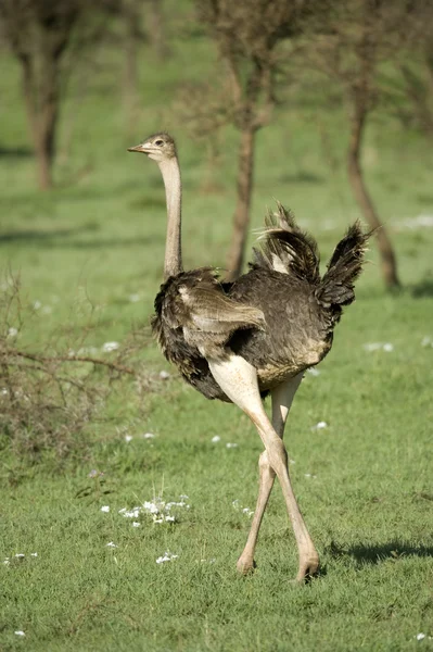 Struisvogel in de Serengeti — Stockfoto