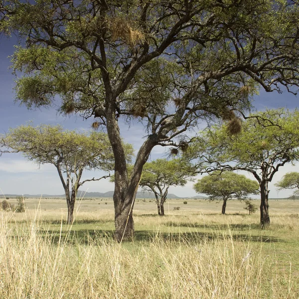 Serengeti táj — Stock Fotó