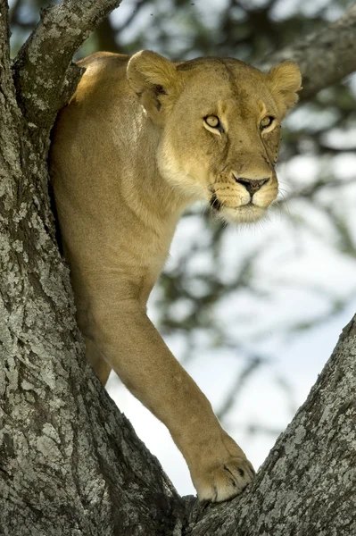 Leoa na árvore — Fotografia de Stock
