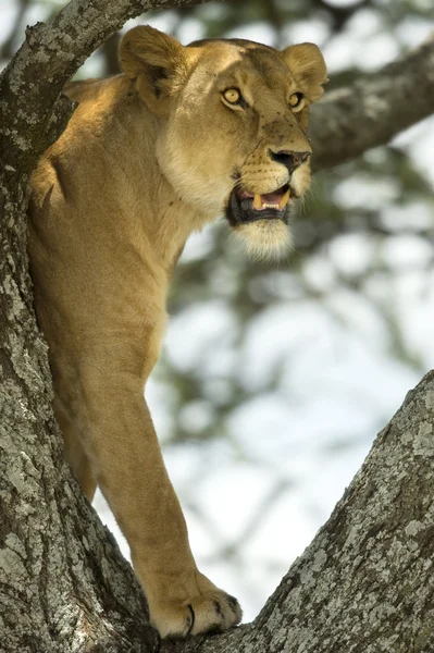 Löwin im Baum — Stockfoto