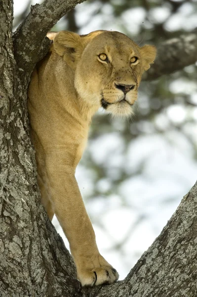 在树中的母狮 — 图库照片