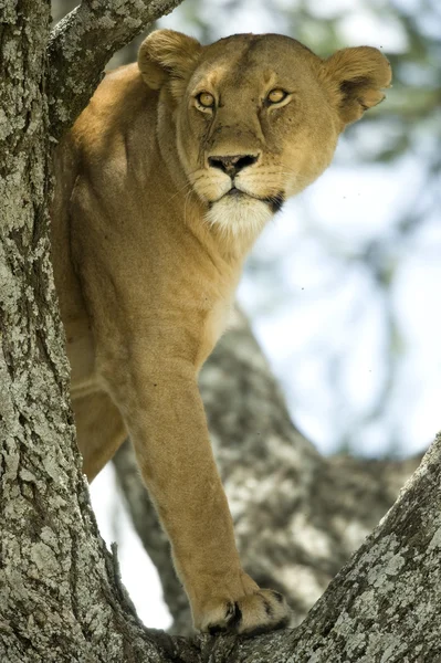 Lioness in the tree — Stock Photo, Image