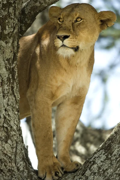 Dişi aslan ağacında — Stok fotoğraf