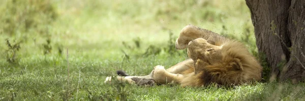 Bir ağacın altında dinlenen aslan — Stok fotoğraf
