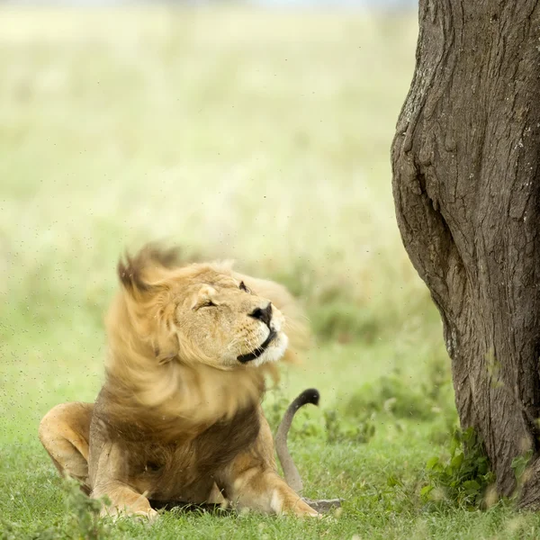 Leão deitado na grama na reserva Serengeti — Fotografia de Stock