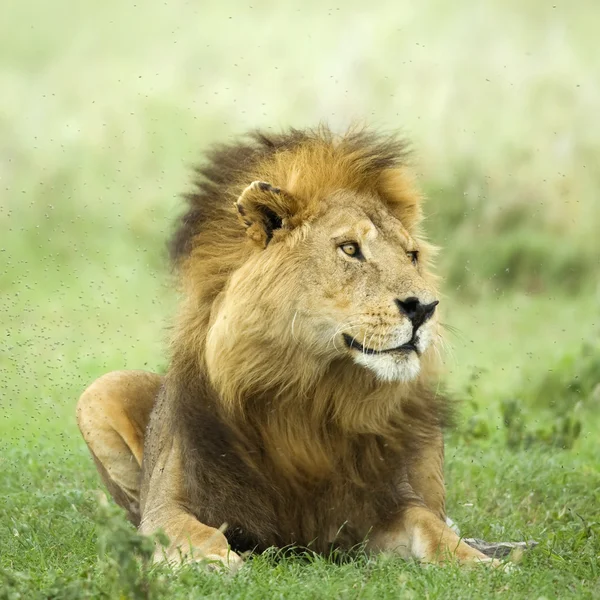 Leul întins pe iarbă în rezervaţia Serengeti — Fotografie, imagine de stoc