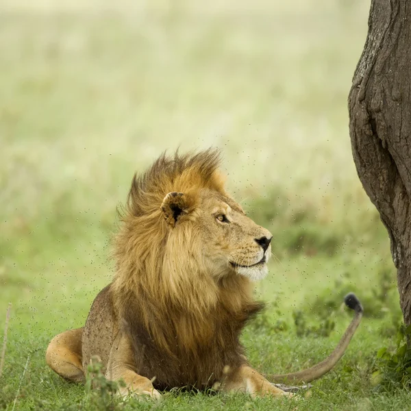狮子躺在塞伦盖蒂储备中的草 — 图库照片