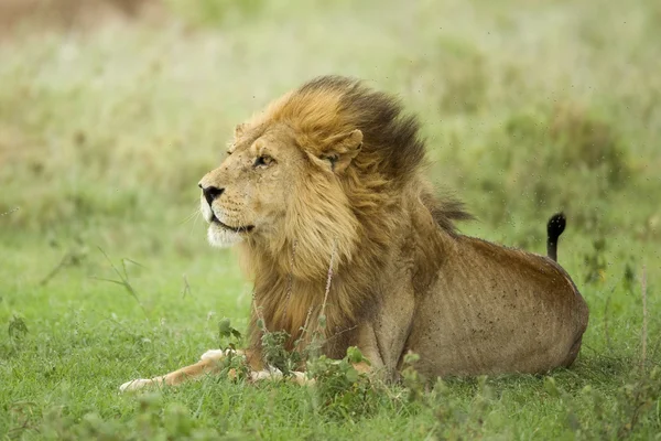 León acostado en la hierba en la reserva de Serengeti — Foto de Stock