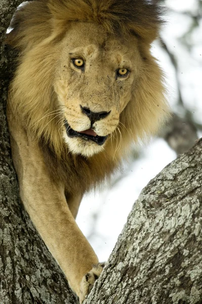 Lion på ett träd — Stockfoto