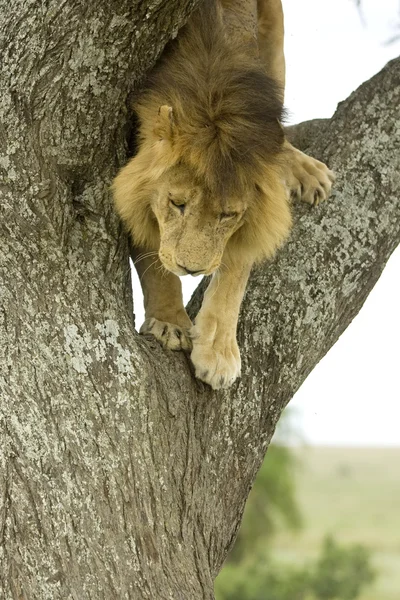 Лев спускается с дерева — стоковое фото
