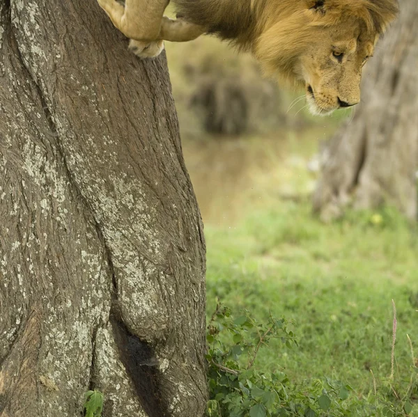 Lew będzie w drzewo — Zdjęcie stockowe