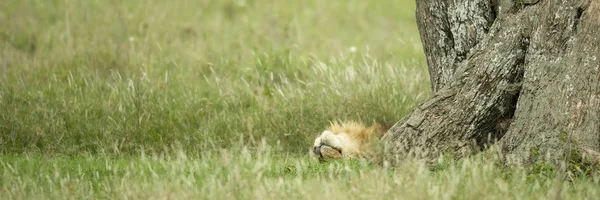Leão descansando debaixo de uma árvore — Fotografia de Stock