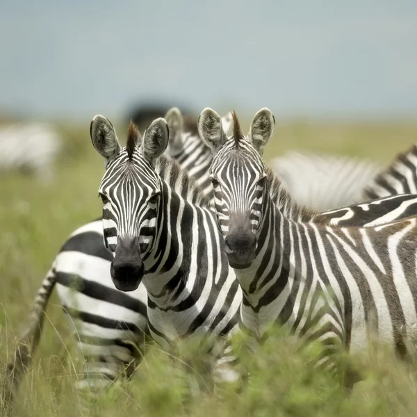 Zebras olhando para a câmera no serengeti — Fotografia de Stock