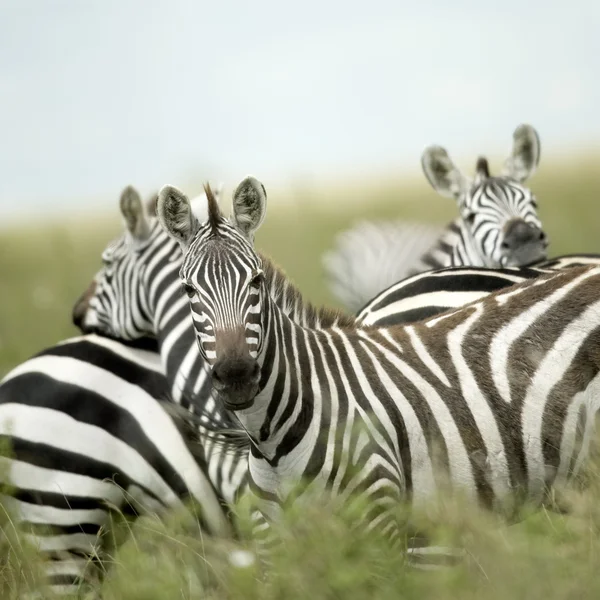 Zebry, při pohledu na fotoaparát v serengeti — Stock fotografie