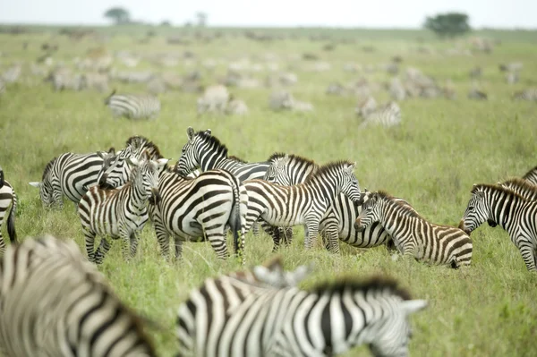 Стадо зебр на равнине Серенгети — стоковое фото