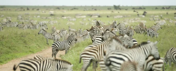 Stado zebry na równinie serengeti — Zdjęcie stockowe