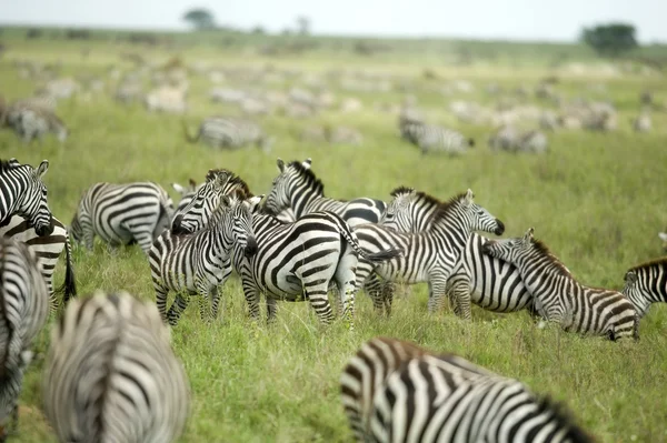 Besättningen zebror i serengeti slätten — Stockfoto