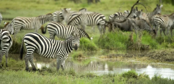 Стадо зебр на равнине Серенгети — стоковое фото