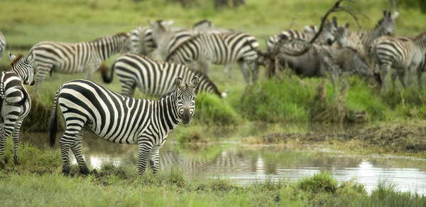 Herd of zebras in the serengeti plain