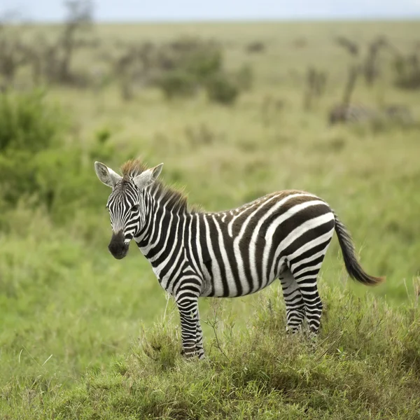 Giovane zebra nella pianura serengeti — Foto Stock