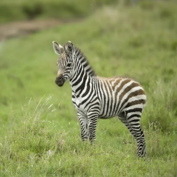 Юная зебра на равнине Серенгети — стоковое фото
