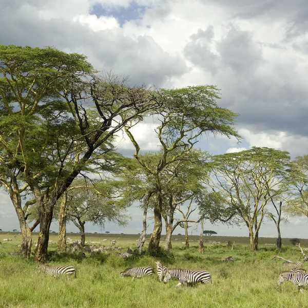 Besättning av zebra i serengeti slätten — Stockfoto
