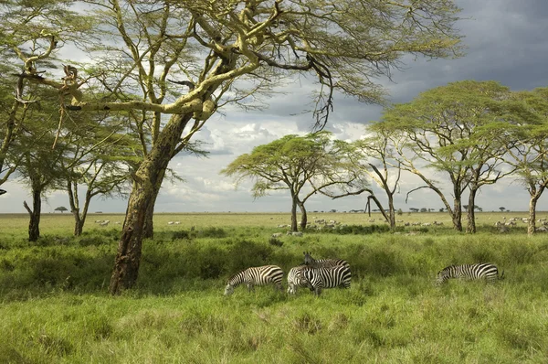 Manada de cebra en la llanura del serengeti — Foto de Stock