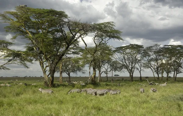 Serengeti düz sürüsütoz — Stok fotoğraf